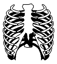 Rib Cage Drawing - ClipArt Best