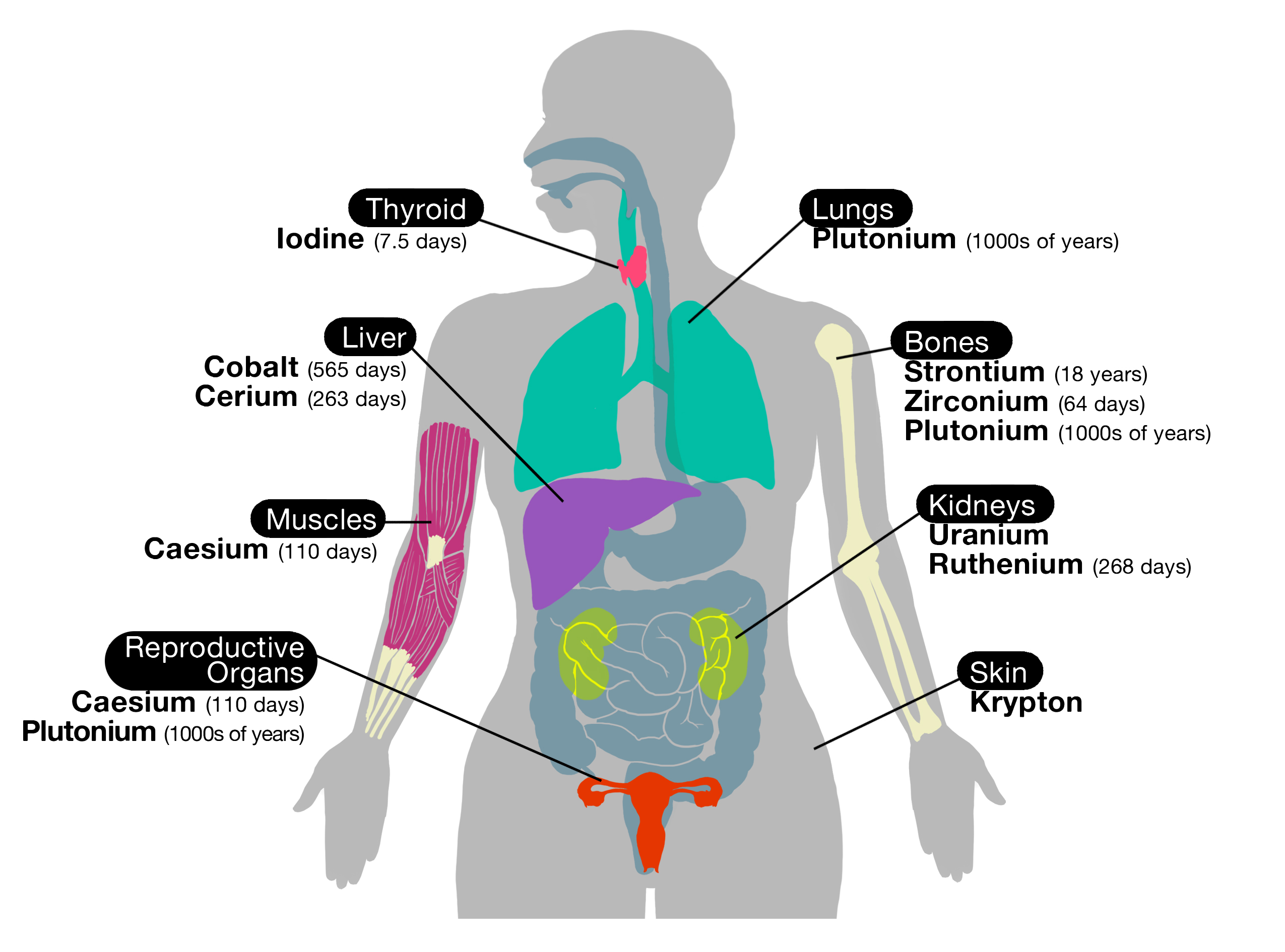 Internal Body Parts Diagram