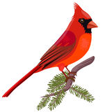 Free cardinal clipart