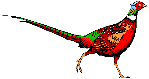 Pheasant Clip Art - ClipArt Best