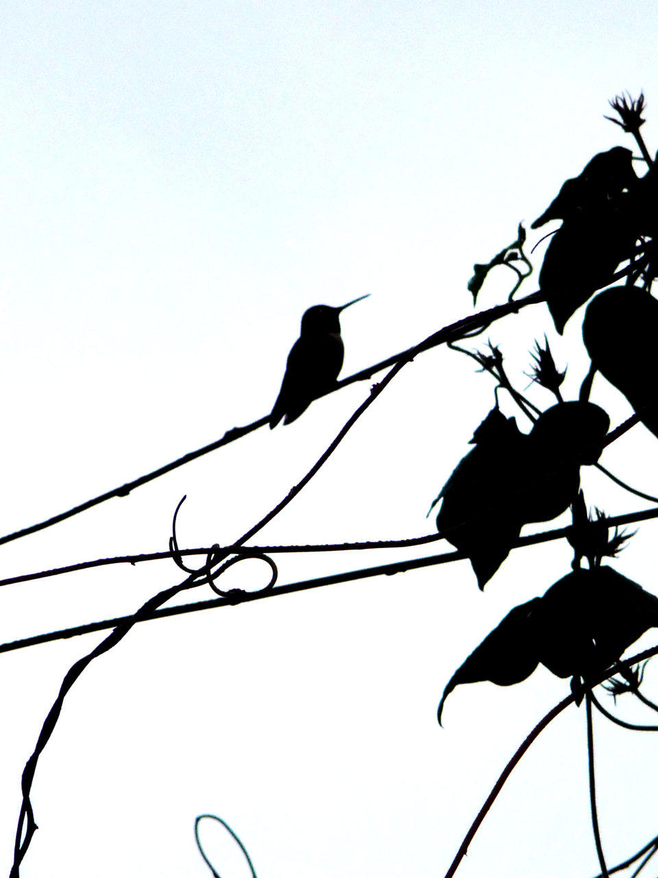 Hummingbird Silhouette - ClipArt Best