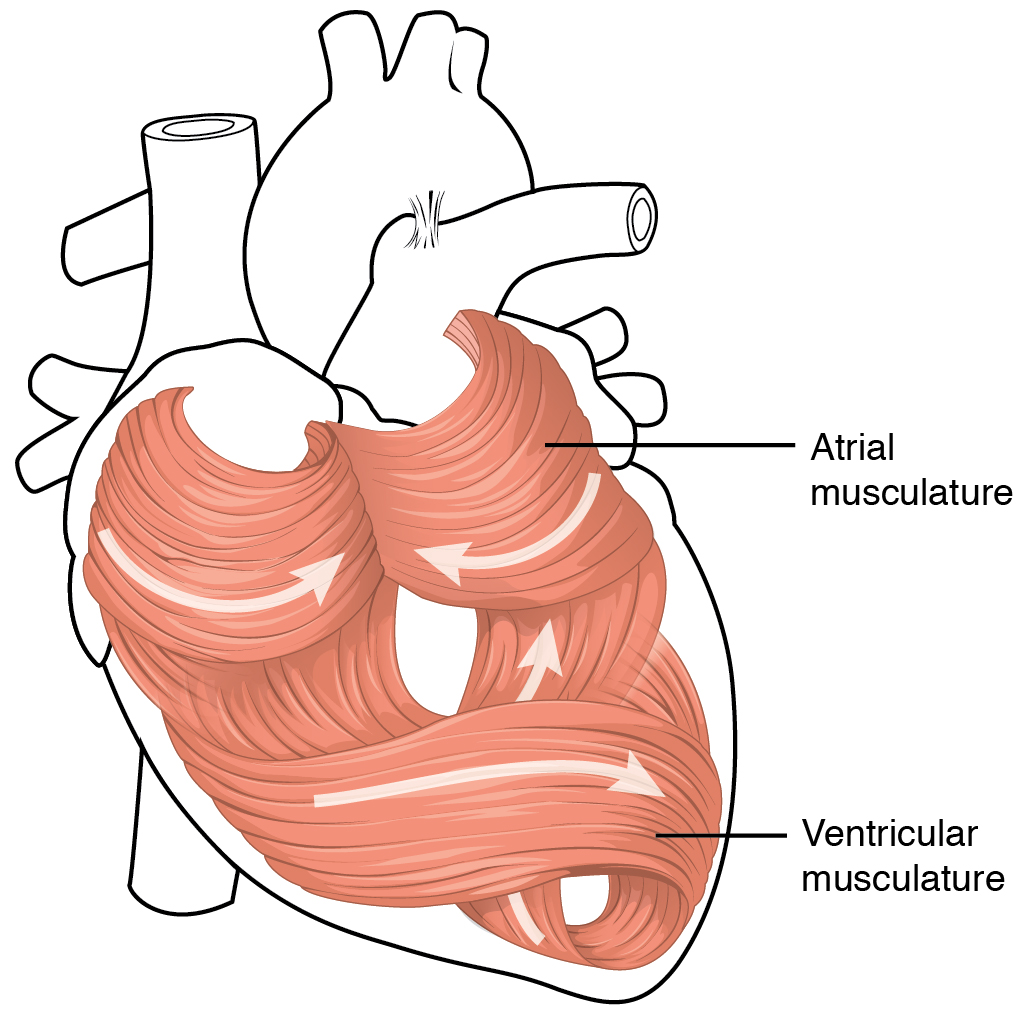 Heart Anatomy