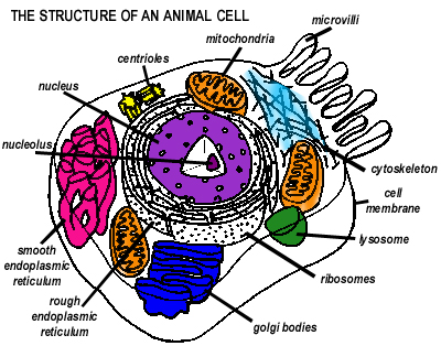 Labeled Animal Cell - ClipArt Best