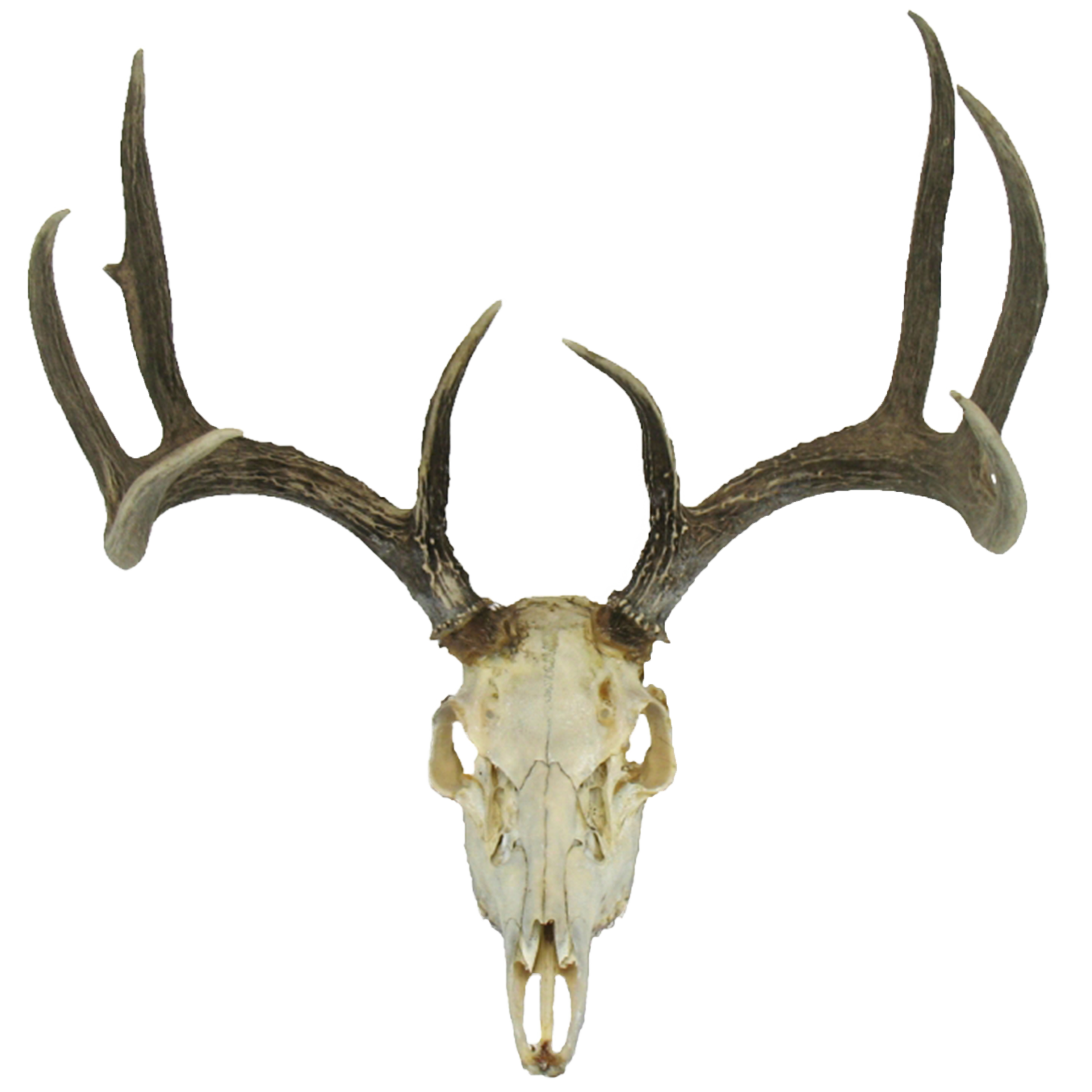 deer skull Gallery