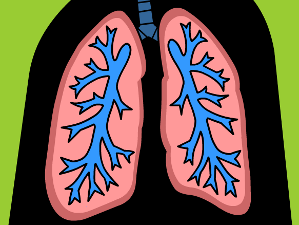 Respiratory System - BrainPOP