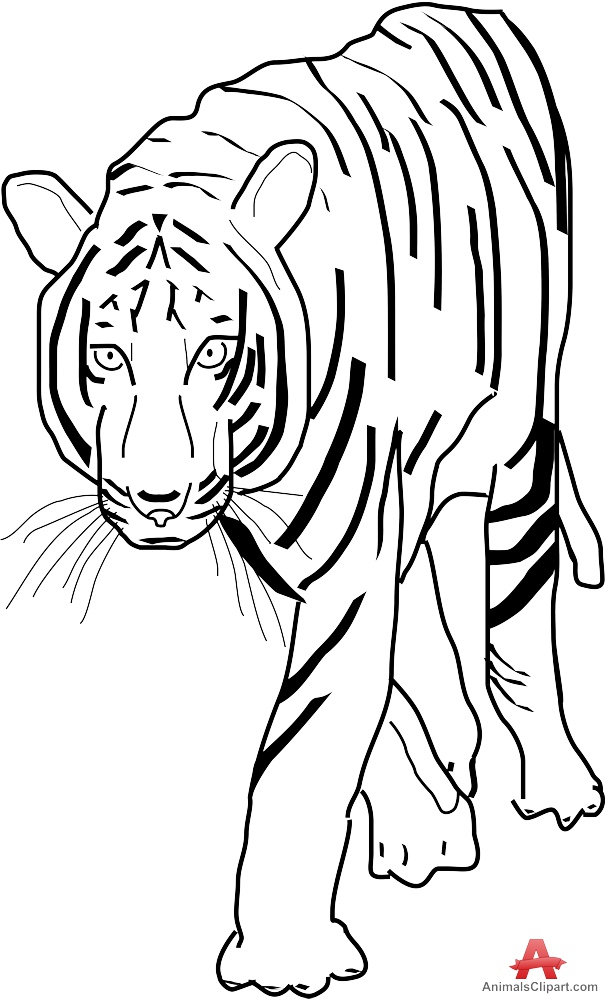 Tiger clipart outline