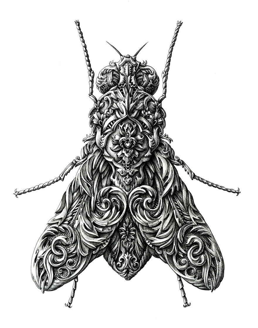 Incredibly Intricate Renaissance-Style Insect Drawings by Alex ...