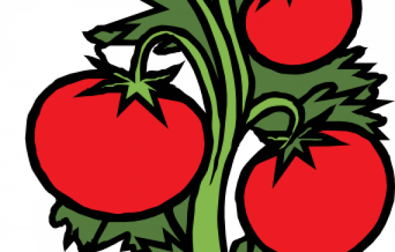 Tomato Plant Drawing - ClipArt Best