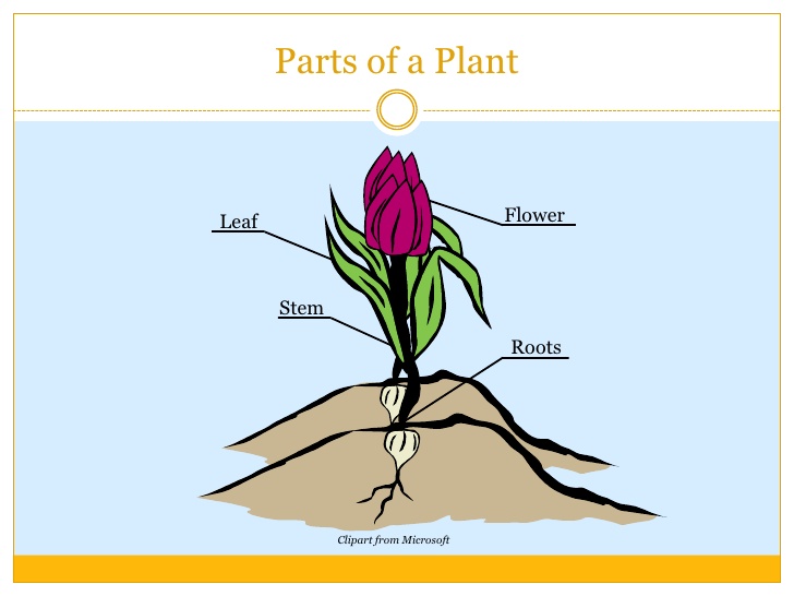 Clipart Parts Of A Plant - ClipArt Best