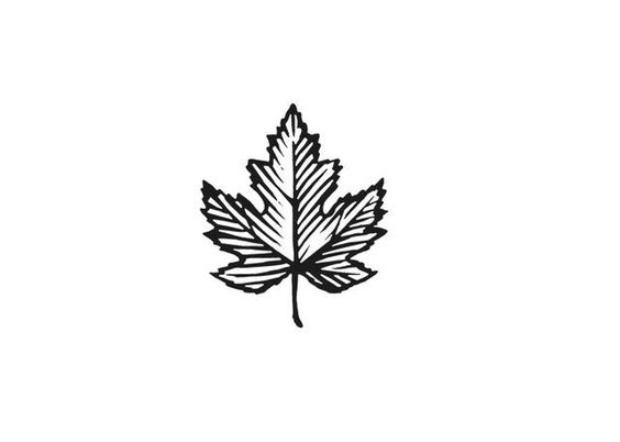 Maple leaves, Google and Leaves