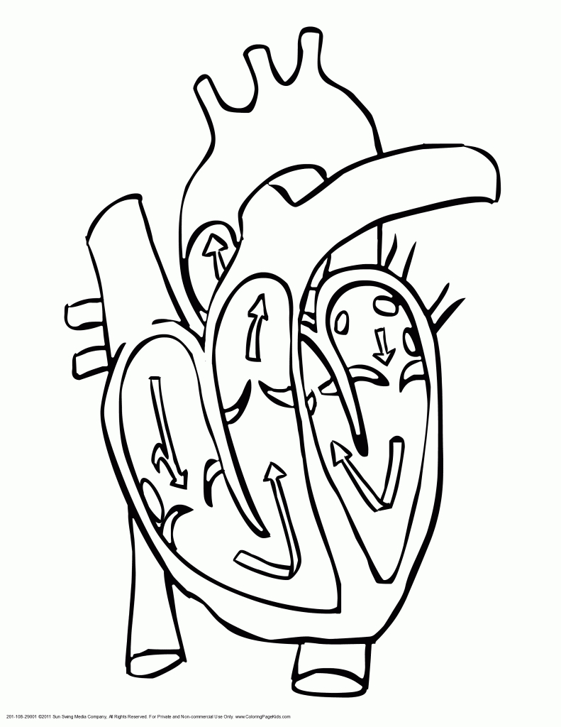 Black And White Heart Diagram Unlabeled - ClipArt Best