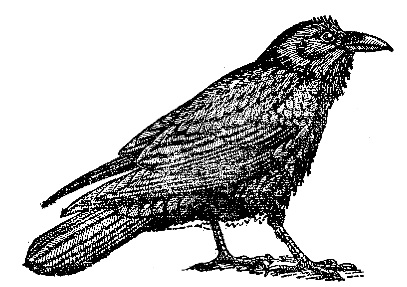 Raven Clip Art - Tumundografico
