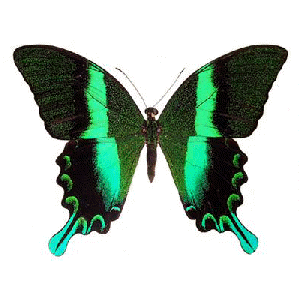 Animation Butterfly | nem1ponto