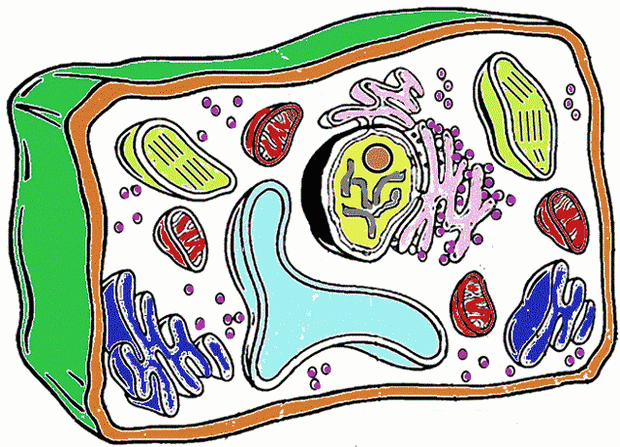 Unlabeled Plant Cell - ClipArt Best