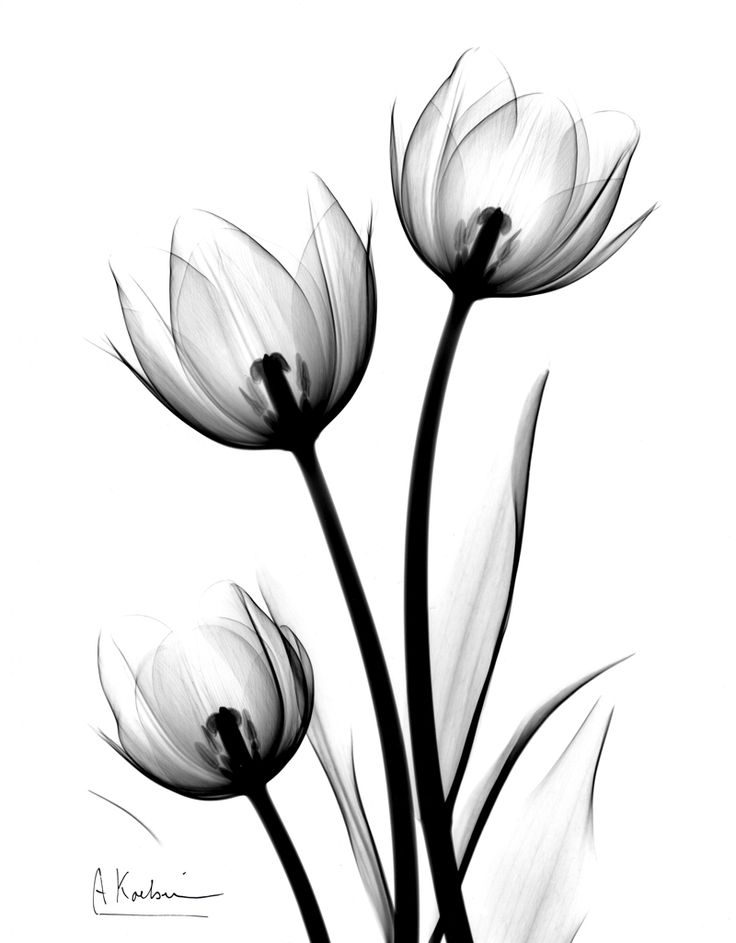 tulip clip art free black and white - photo #43