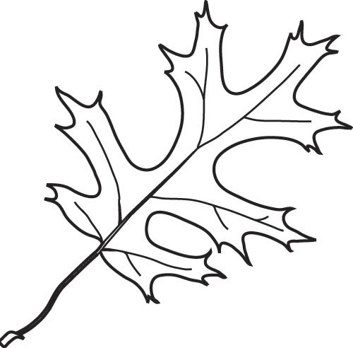 Oak Leaves Drawing - Free Clipart Images