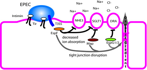 Enteropathogenic E. coli (EPEC) use a type III secretion ...
