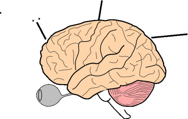 A brain clipart