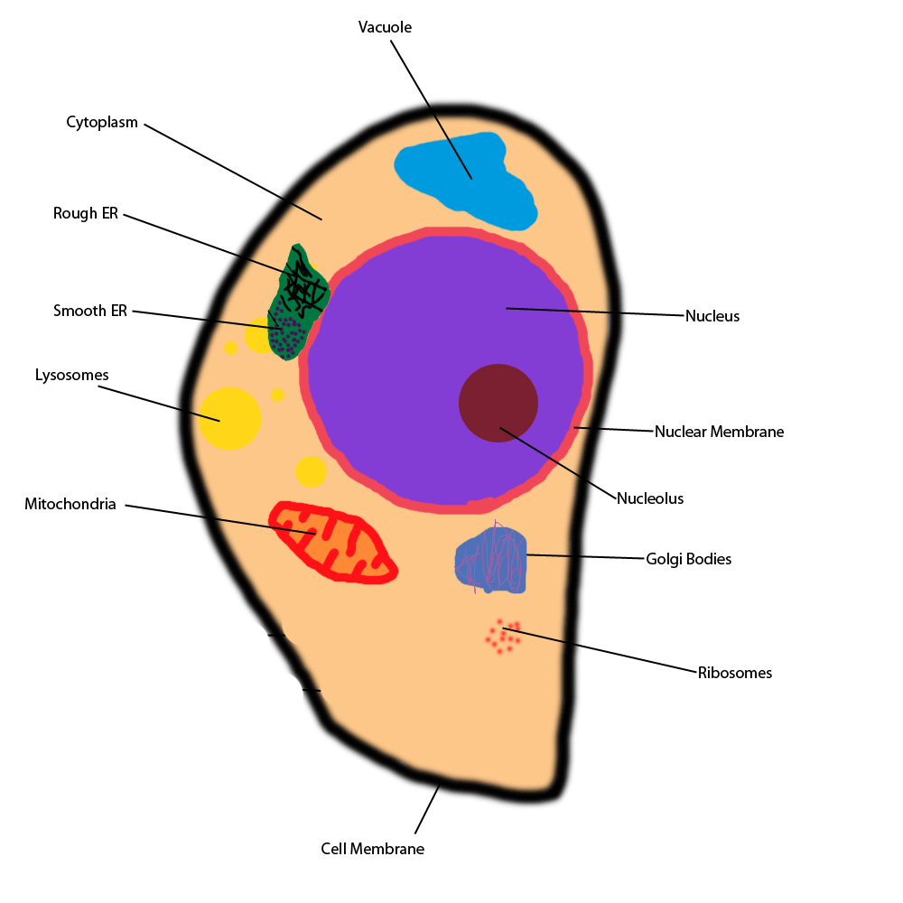 Diagram Of Cell Parts This Is Your Indexhtml Page