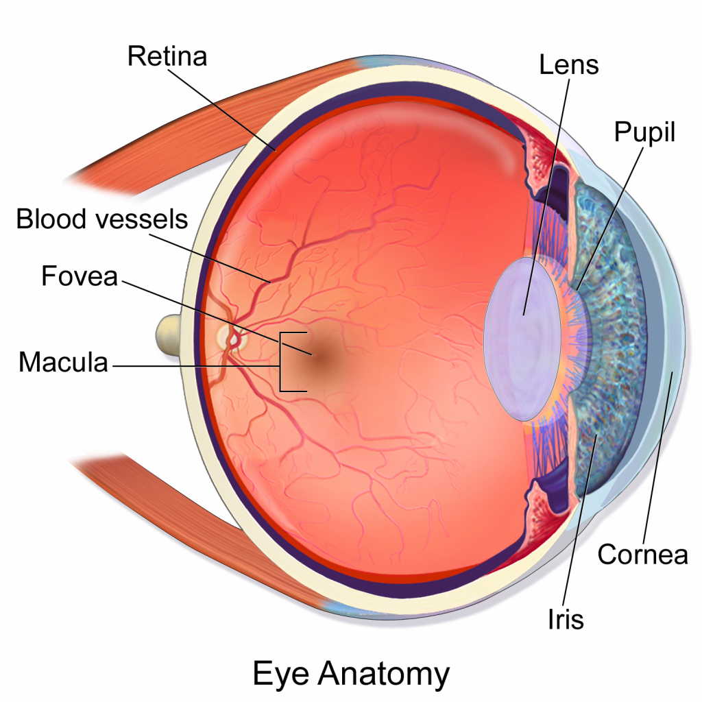Eye Anatomy Macula - Human Anatomy Diagram