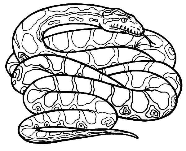 Green Anaconda Drawings - ClipArt Best