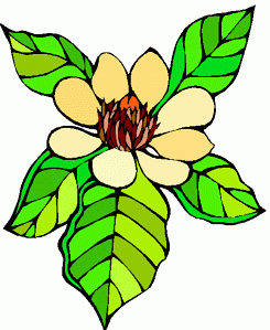 Magnolia Flower Clipart