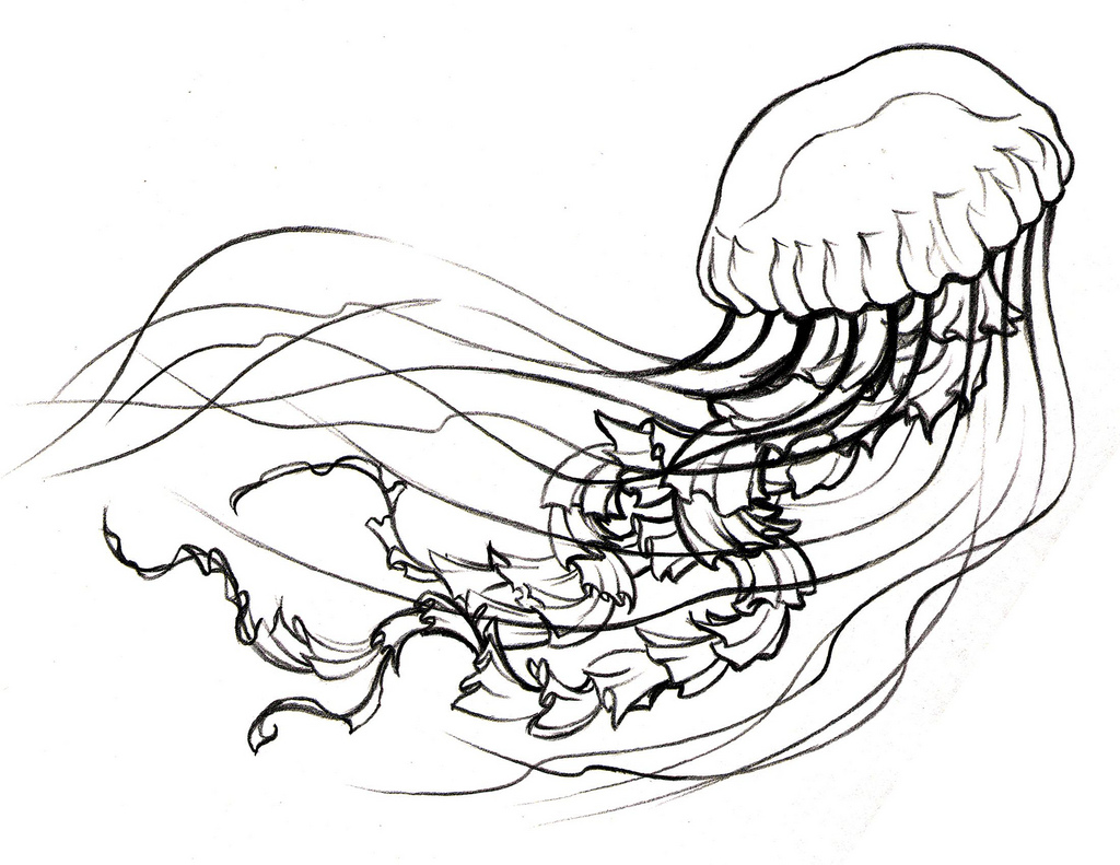 jellyfish sketch | Prep sketch for jellyfish tattoo. | Eliaz ...