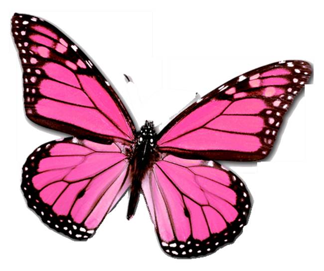 Color drawing to print : Animals - Insects - Butterfly number 37144