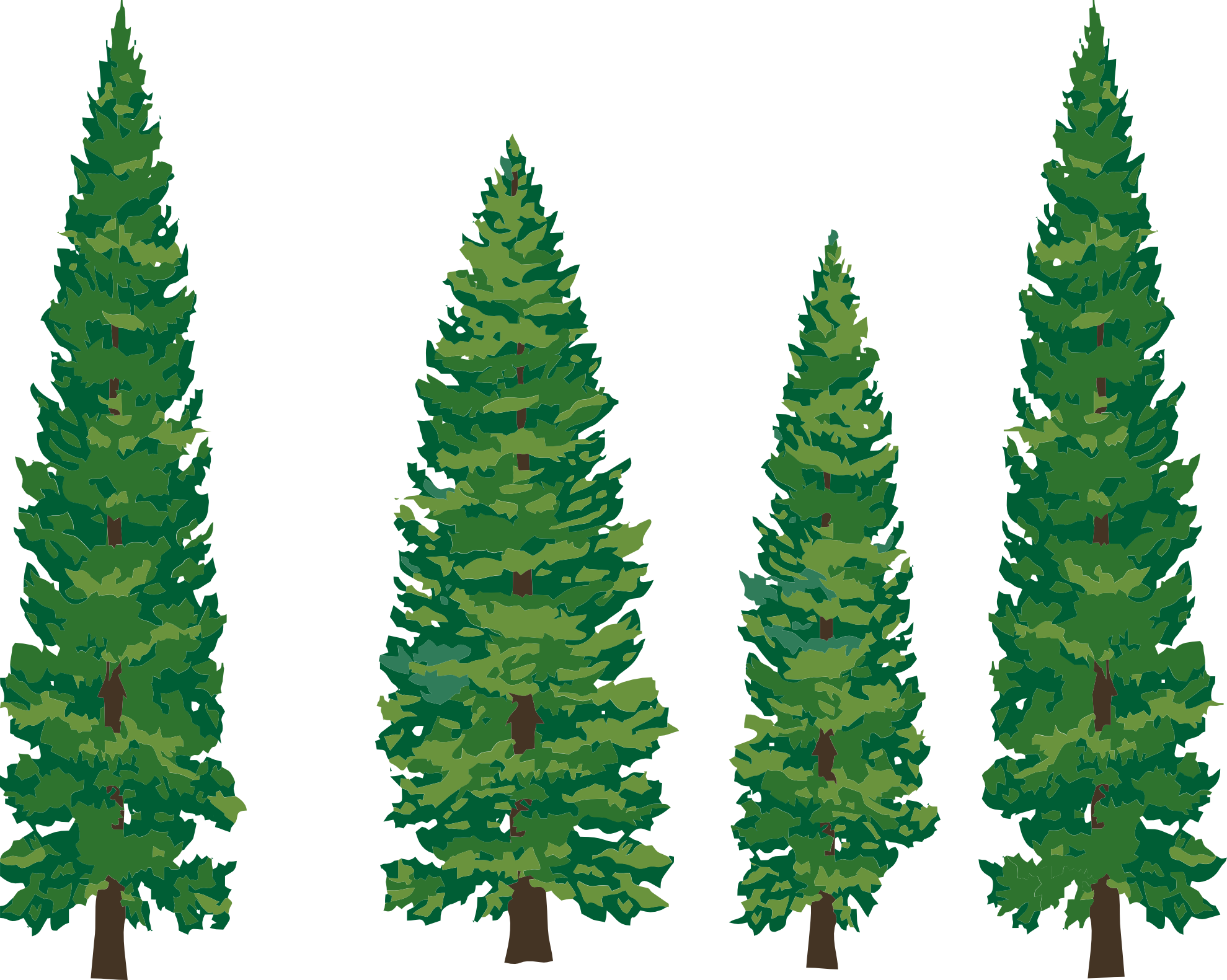 clip art pine tree - photo #13