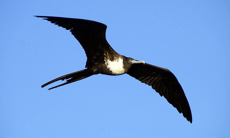 Frigate Bird Tattoo - ClipArt Best