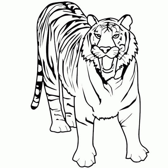 Line Art Tiger : Tiger line drawing clipart best