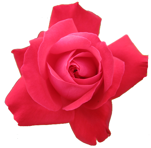 Rose PNG flower images, free download