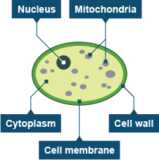 Simple Cell Diagram - ClipArt Best