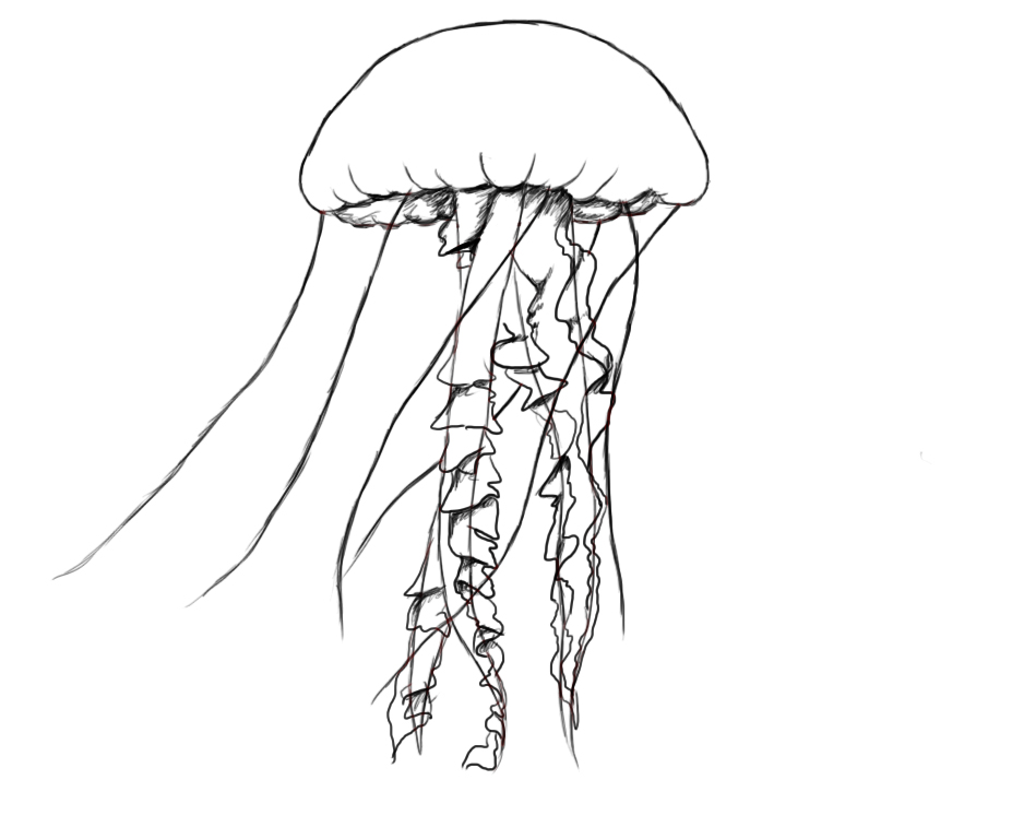 Jellyfish pencil drawing