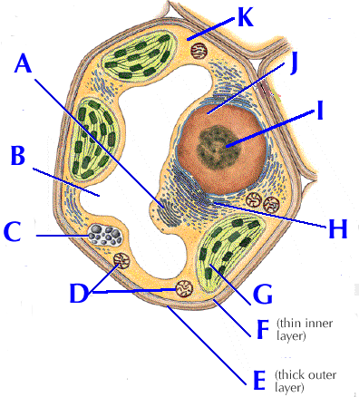 Animal Cell Unlabeled