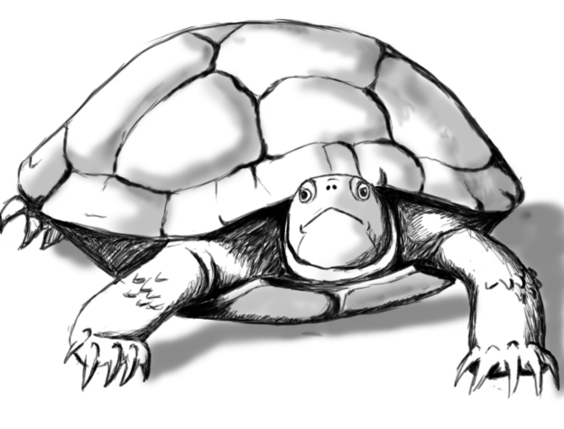 How To Draw A Turtle - Draw Central