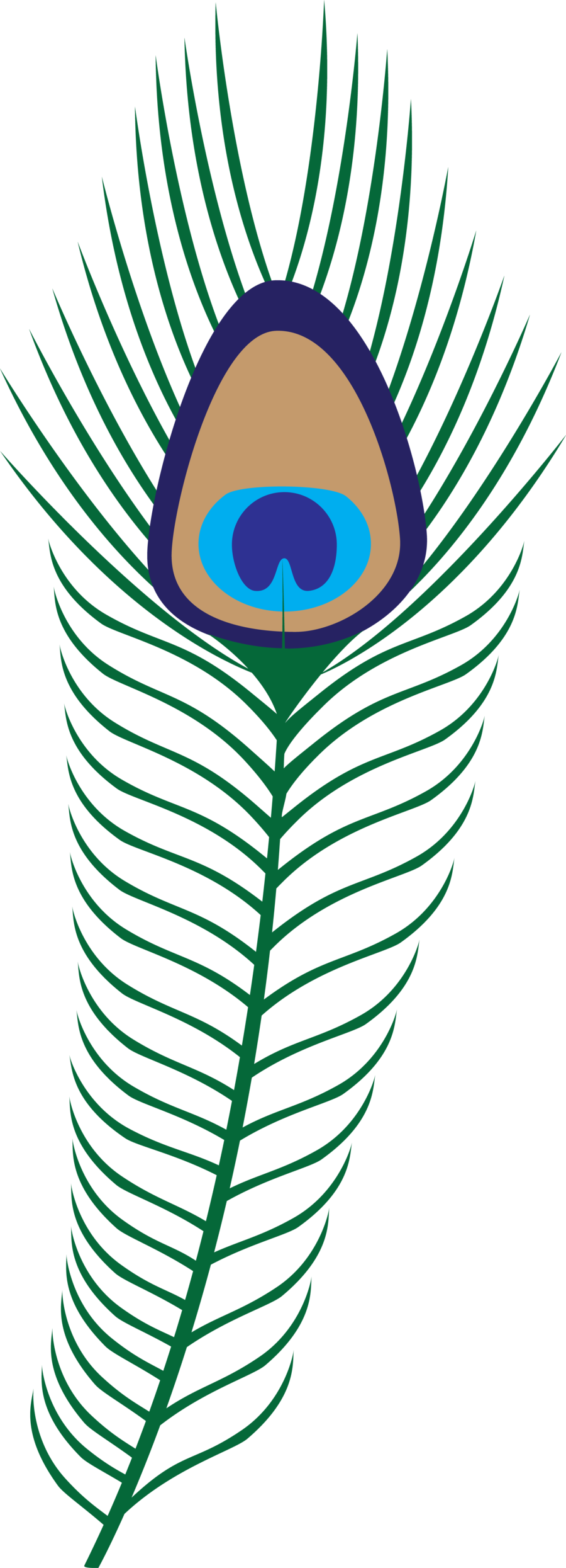 Peacock feather clipart