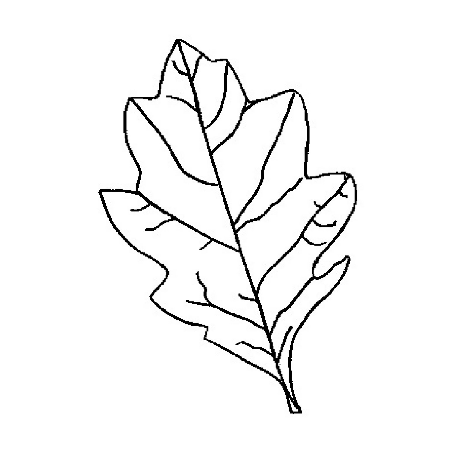 clip art oak leaf outline - photo #8