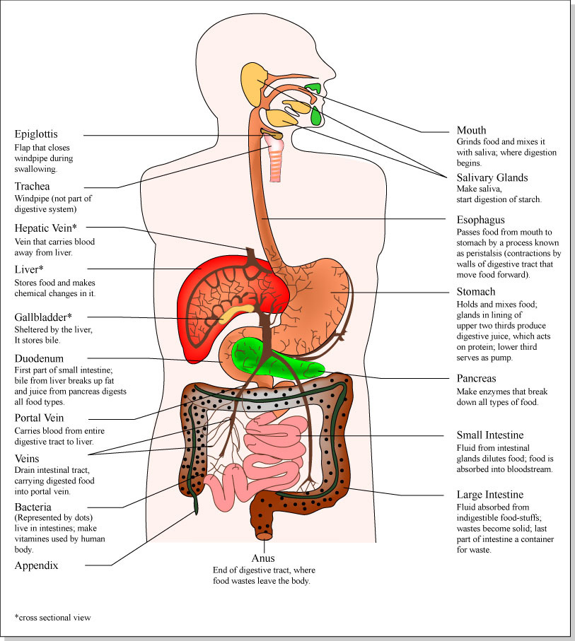 Organ Diagram - ClipArt Best