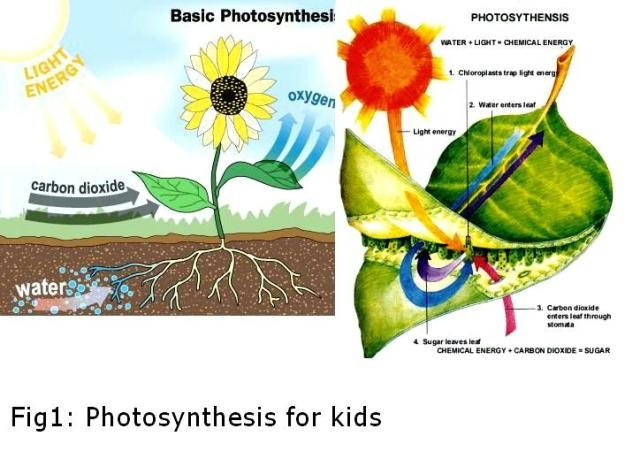 clipart photosynthesis - photo #34