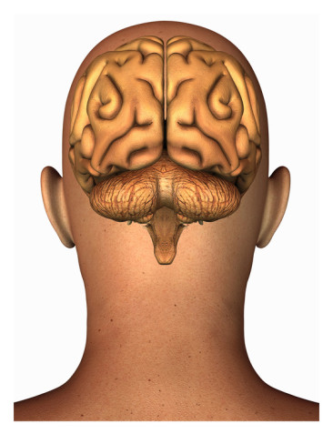 765 views Biomedical Illustration of the Human Brain Superimposed on the ...