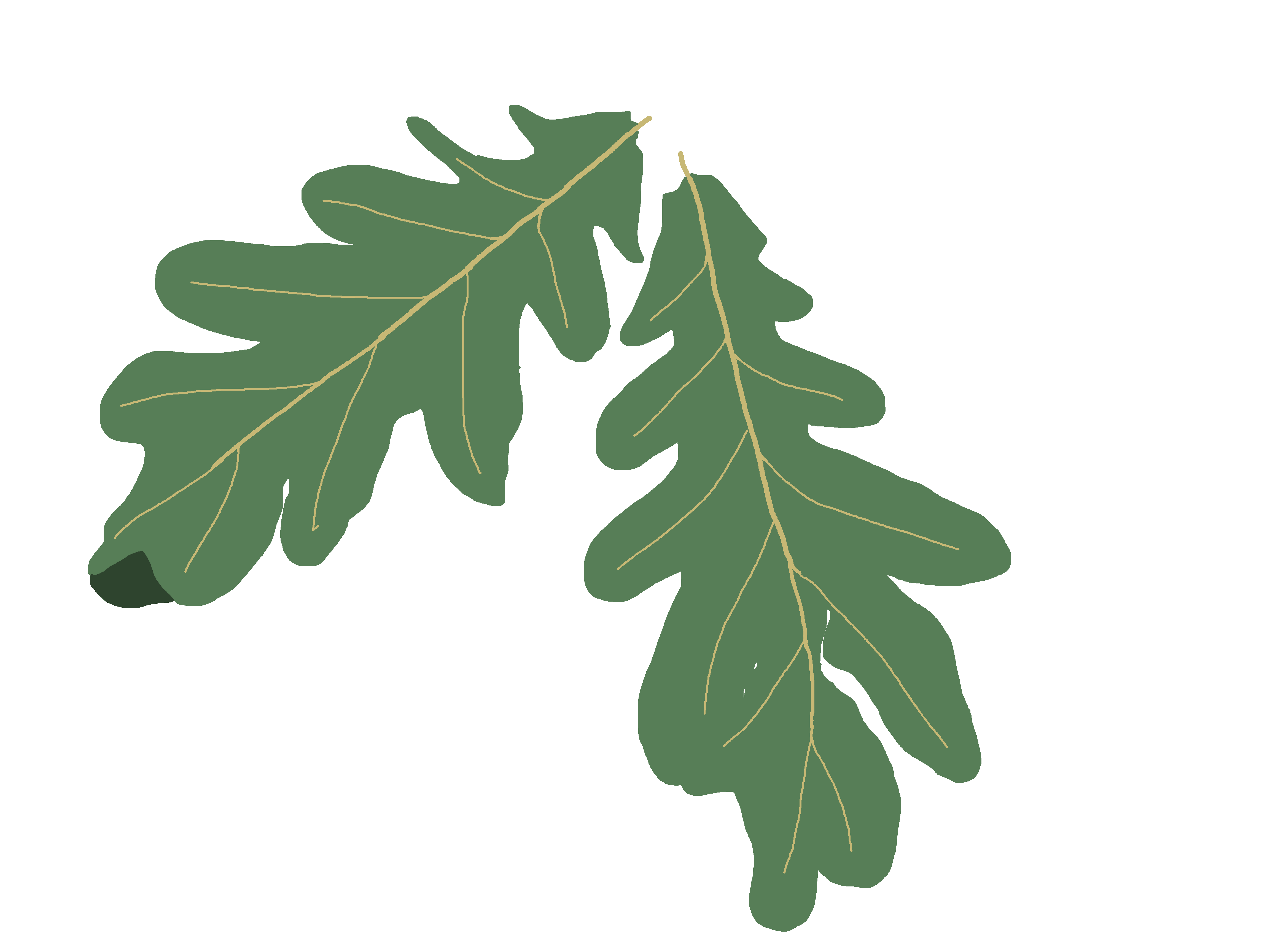 clip art oak leaf - photo #31