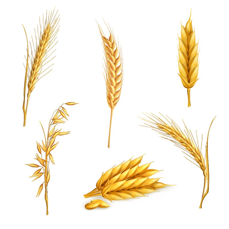 Wheat Vector Free Download - ClipArt Best