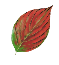 835 views There's More To Love in New York State This Fall