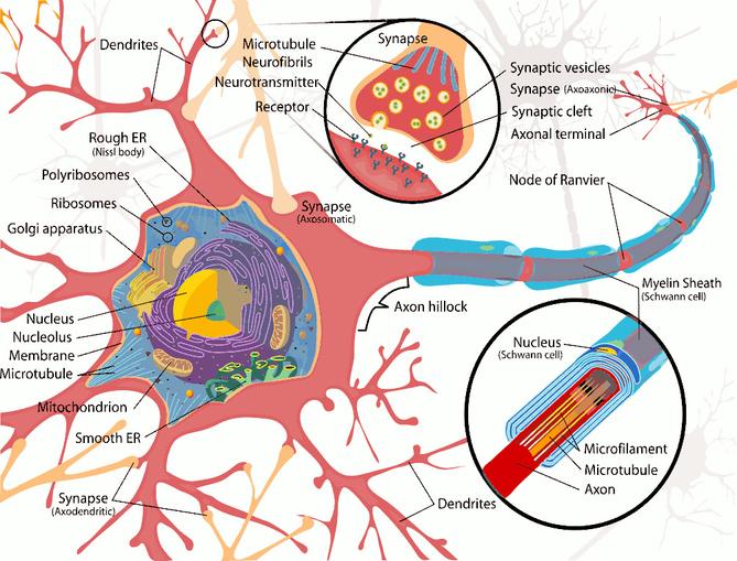 Diagram Of A Nerve Cell