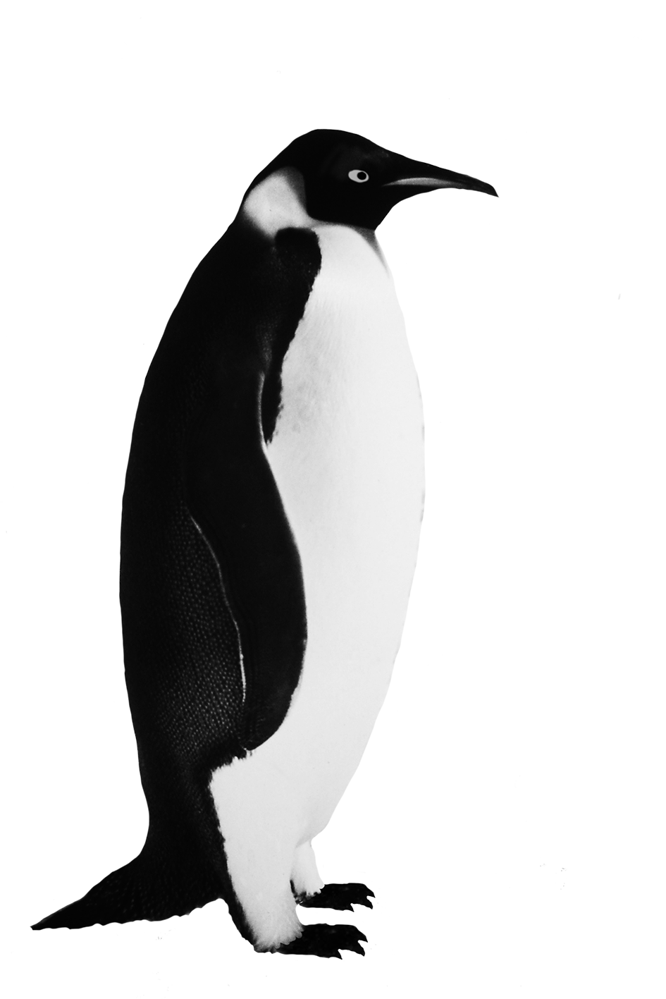 Emperor penguin clipart black and white