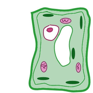 Simple Plant Cell Diagram Related Keywords & Suggestions - Simple ...