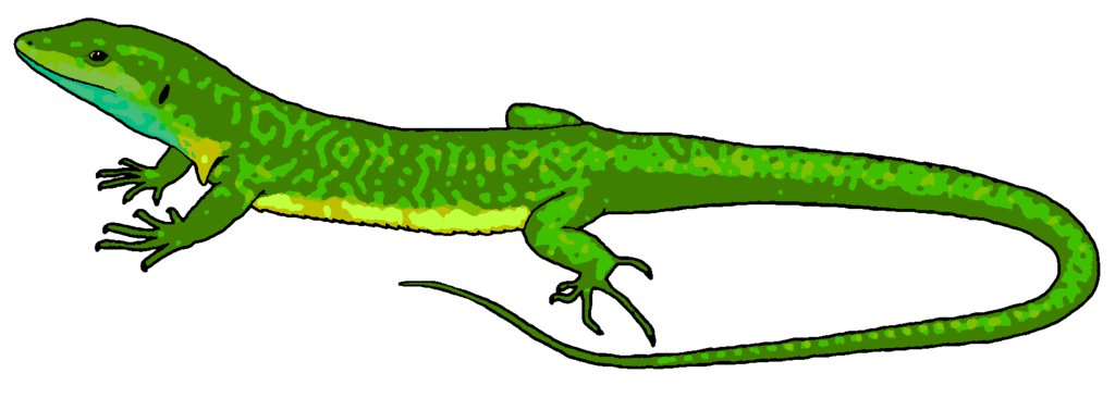 Lizard Clip Art - Tumundografico