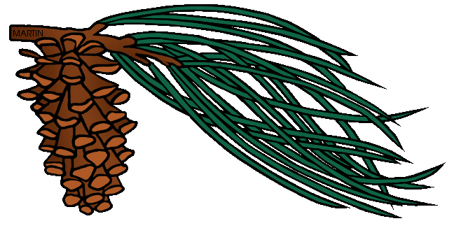 Free Trees Clip Art by Phillip Martin, Longleaf Pine Cone