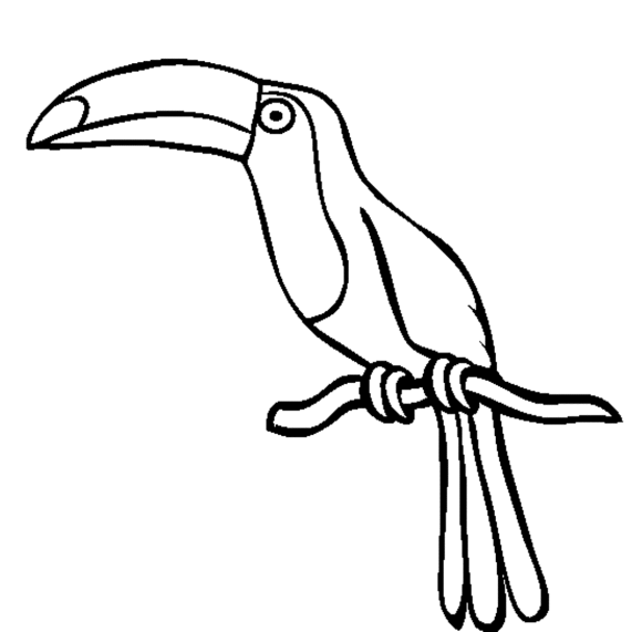 Toucan Bird Outline - ClipArt Best
